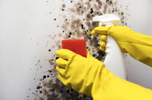 Best Residential Mold Remediation in Woodbourne, PA